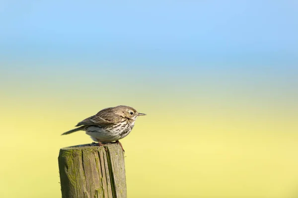 Titlark Bird Sitting Pole Nature — Stok fotoğraf