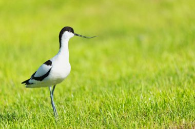 Pied Avocet çimlerin üzerinde duruyor