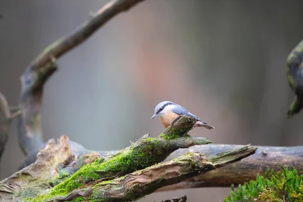 Eurasian Nuthatch Outdoor Forest — Stock Photo, Image