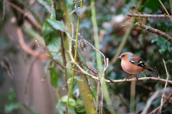 Common Male Chaffinch Forest — Stockfoto
