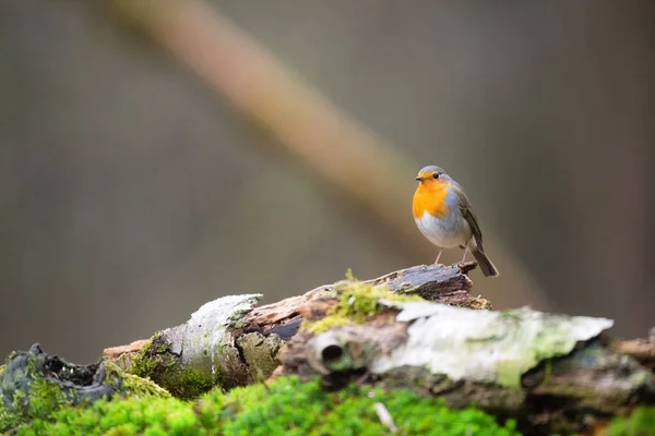 Europeu Robin Livre Floresta — Fotografia de Stock