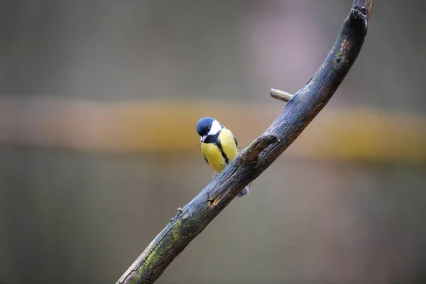 Kohlmeise Auf Ast Wald — Stockfoto