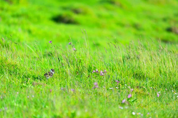 Pisklę Lapwing Wysokiej Trawy Krajobraz Natury — Zdjęcie stockowe