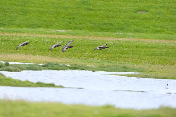 Flying Guese Dutch Wadden Island Terschelling — стокове фото