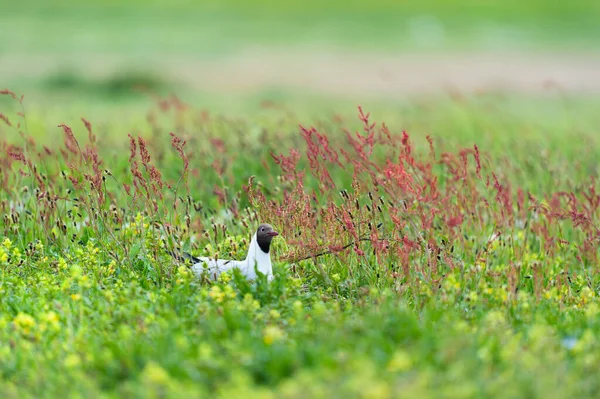 Gaivota Cabeça Preta Entre Rumex — Fotografia de Stock