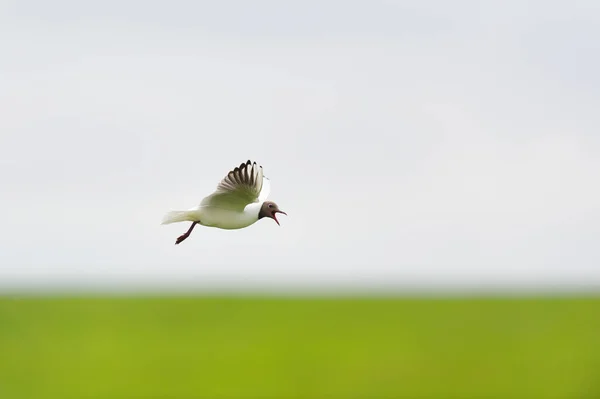Black Headed Gull Flying Air — Zdjęcie stockowe