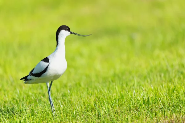 Pied Avocet Çimlerin Üzerinde Duruyor — Stok fotoğraf