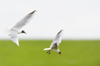 Black headed gull mating