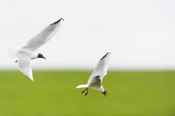 Black Headed Gull Mating — Stock Photo, Image