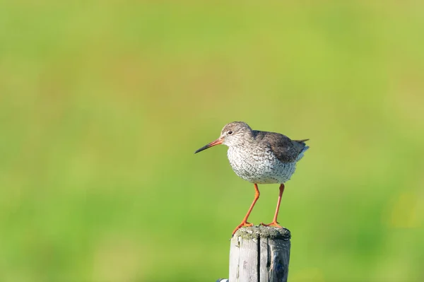 Gemeinsame Rotschenkel Vogel Auf Der Pole Position — Stockfoto