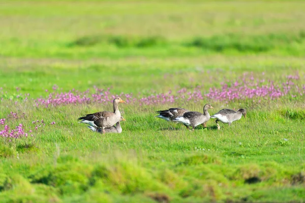 Manada Gansos Salvajes Hierba Isla Holandesa Wadden Terschelling — Foto de Stock