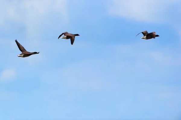 Gęsi Lecące Nad Morzem Holenderskiej Wyspie Terschelling — Zdjęcie stockowe