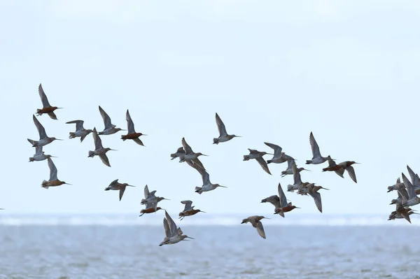Little Stints Flying Swarm Air — Stock Photo, Image
