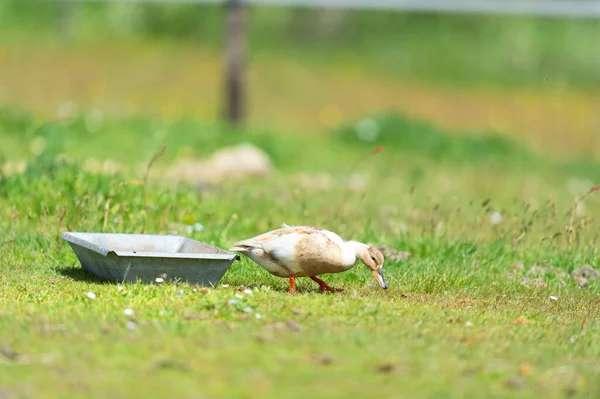 Pato Único Com Bandeja Alimentação Grama — Fotografia de Stock