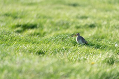  Çimenlerde sarı çiçekli siyah kuyruklu gerzek.