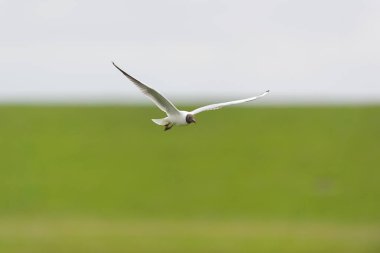 Black headed gull flying in the air