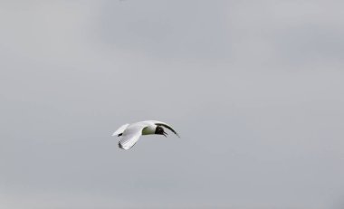 Black headed gull flying in the air