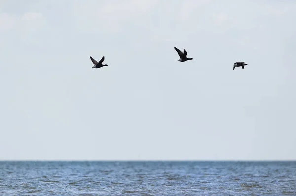 Geese Που Πετούν Πάνω Από Θάλασσα Στο Ολλανδικό Νησί Wadden — Φωτογραφία Αρχείου