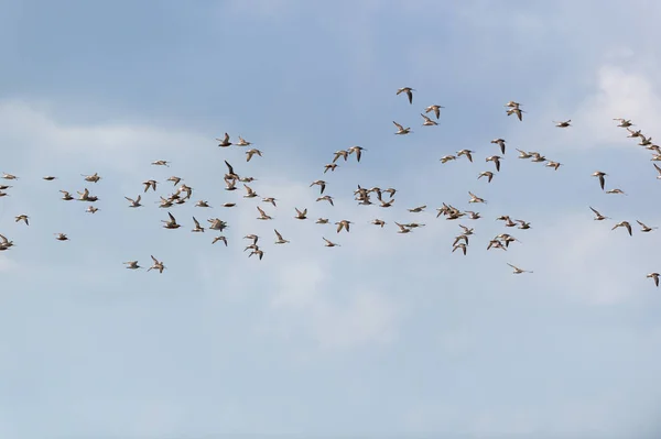 Μικρά Stints Που Πετούν Στον Αέρα — Φωτογραφία Αρχείου