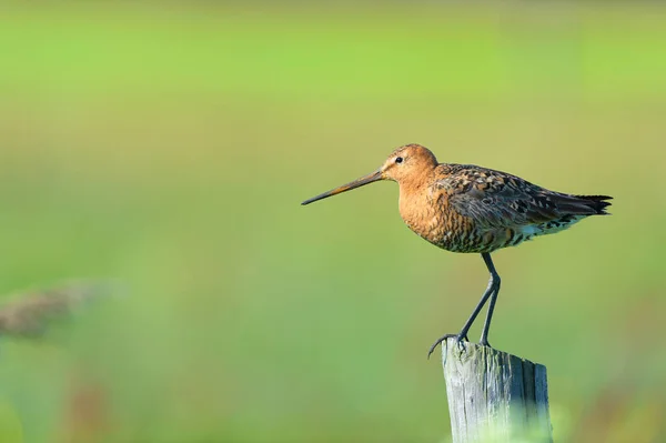 Black Tailed Godwit Agriculture Land Dutch Wadden Island Terschelling — Stockfoto