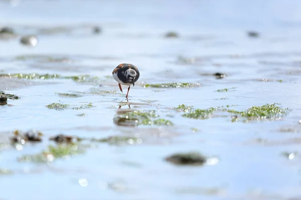 Single Ruddy Turnstone Wading Water — Stock Photo, Image