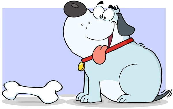 Gray Fat Dog With Bone — Stock Photo, Image