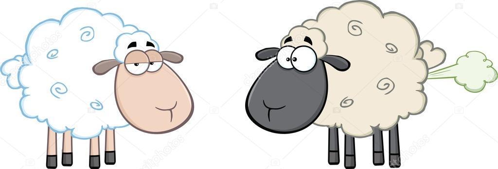 White Sheep And Farting Black Head Sheep