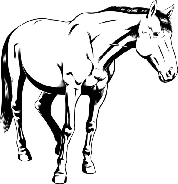 Illustrazione Cavallo Vettore Isolato Sfondo Bianco — Vettoriale Stock