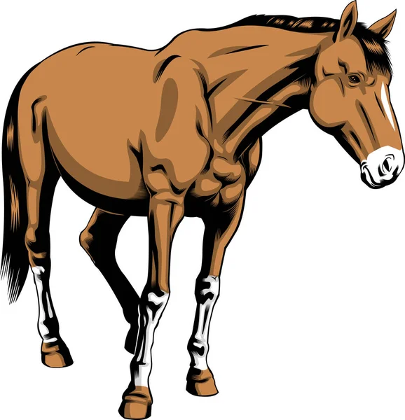 Illustration Pferd Vektor Isoliert Auf Weißem Hintergrund — Stockvektor