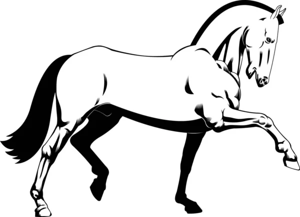 Ilustración Caballo Vector Aislado Sobre Fondo Blanco — Archivo Imágenes Vectoriales