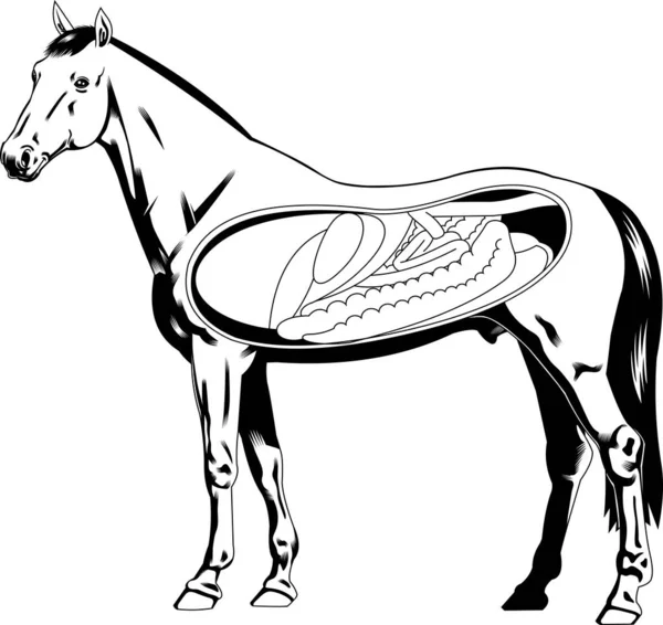 Desenho Ilustração Anatomia Cavalo Sistema Digestivo Cavalo — Vetor de Stock