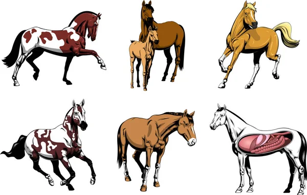 Cartoon Horses Vector Hand Drawn Collection Set Isoliert Auf Transparentem — Stockvektor