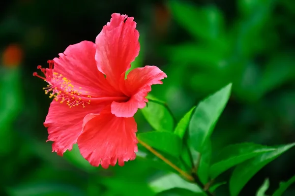 Grande flor vermelha com fundo verde — Fotografia de Stock