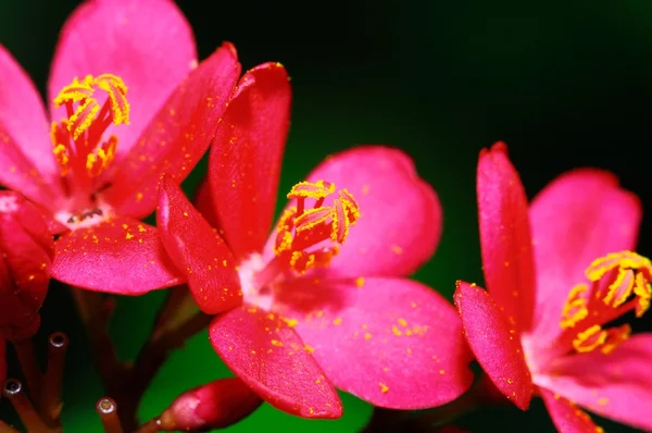 Grande flor vermelha com fundo verde — Fotografia de Stock