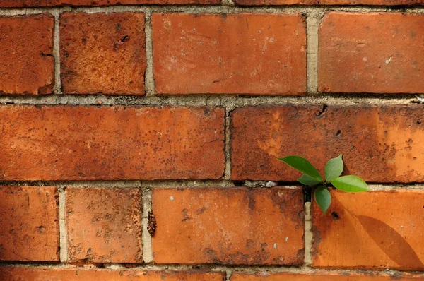 Brick wall with a plant on it — Stock Photo, Image