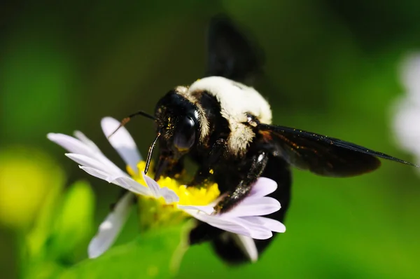 Fleißige Biene — Stockfoto