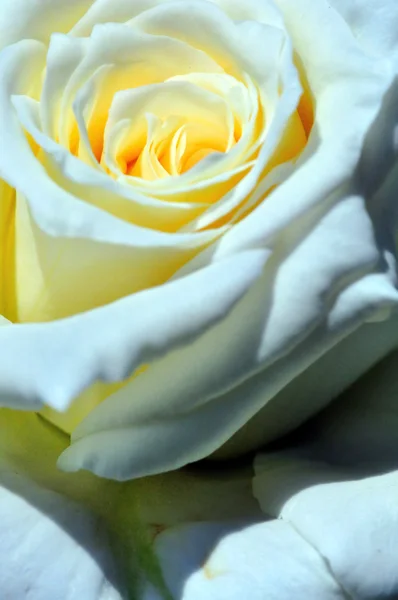 White rose — Stock Photo, Image