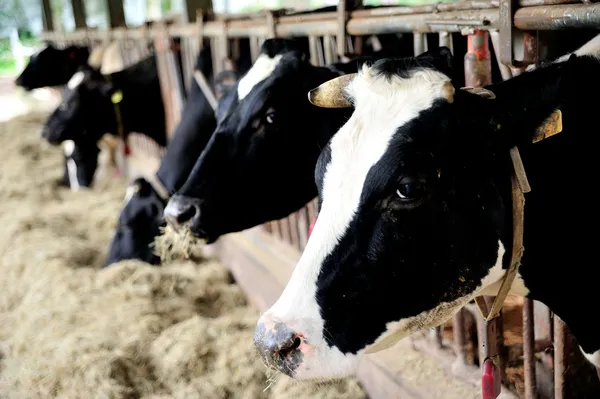 Vaca lechera Imágenes de stock libres de derechos