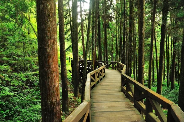 Path di hutan — Stok Foto