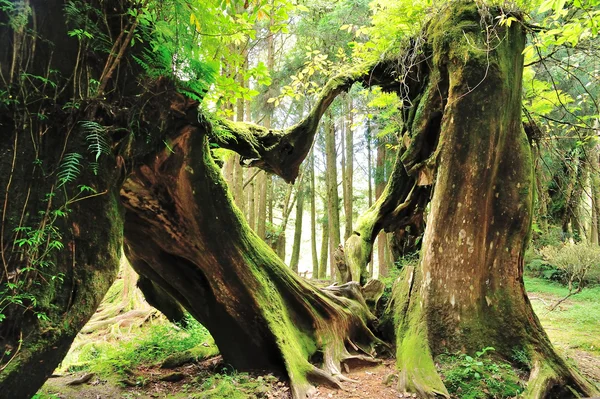 Heart wood — Stock Photo, Image