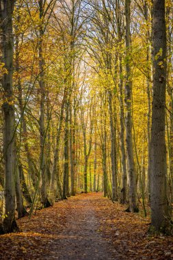 Ormanın içinden geçen güzel sonbahar arkaplanı, yere düşen portakal yaprakları, kaldırım boyunca uzanan iki sıra büyük ağaçla birlikte.