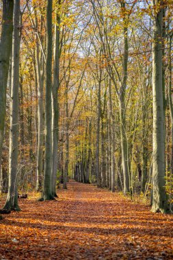 Ormanın içinden geçen güzel sonbahar arkaplanı, yere düşen portakal yaprakları, kaldırım boyunca uzanan iki sıra büyük ağaçla birlikte.