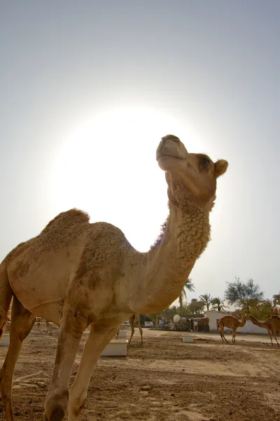 Çölde deve — Stok fotoğraf