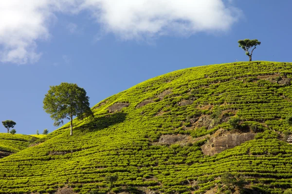 Sri Lanka tea garden mountains in nuwara eliya — Stock Photo, Image