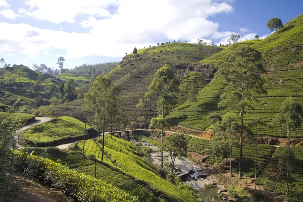 Горы чайного сада Шри-Ланки в Нувара-Элия — стоковое фото