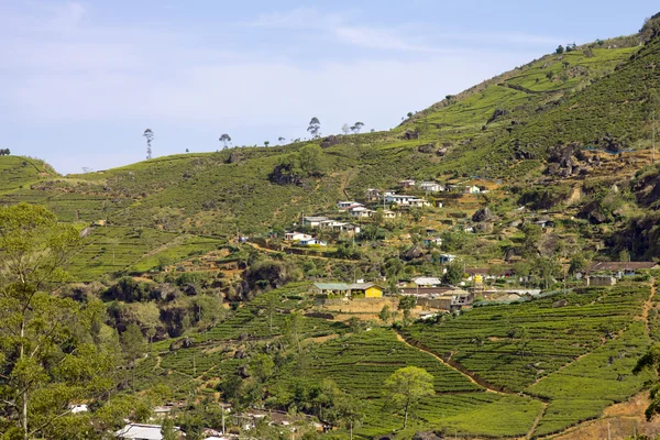 Sri Lanka tea garden mountains in nuwara eliya — Stock Photo, Image