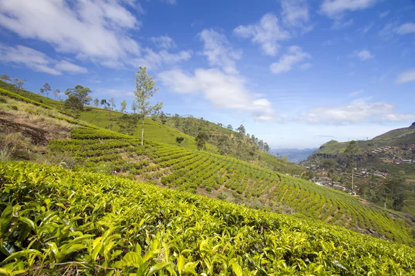Sri lanka çay bahçesi nuwara eliya dağlarda — Stok fotoğraf