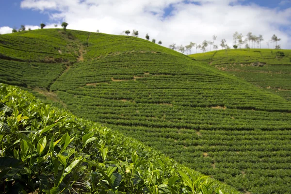 Горы чайного сада Шри-Ланки в Нувара-Элия — стоковое фото