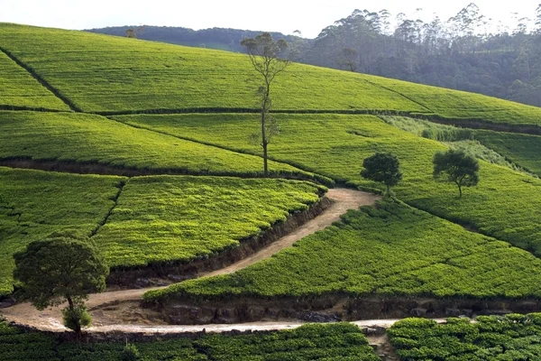 Sri Lanka chá jardim montanhas em nuwara eliya — Fotografia de Stock