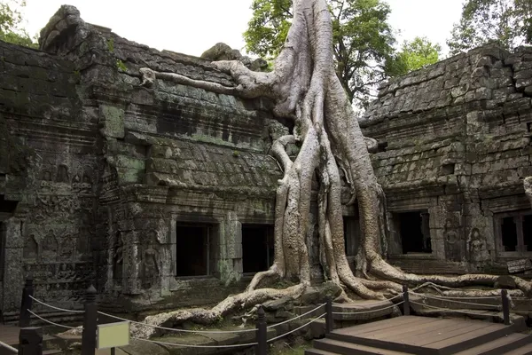tropik ağaç büyüyen taşların üzerinde ta prohm Tapınağı, angkor wat